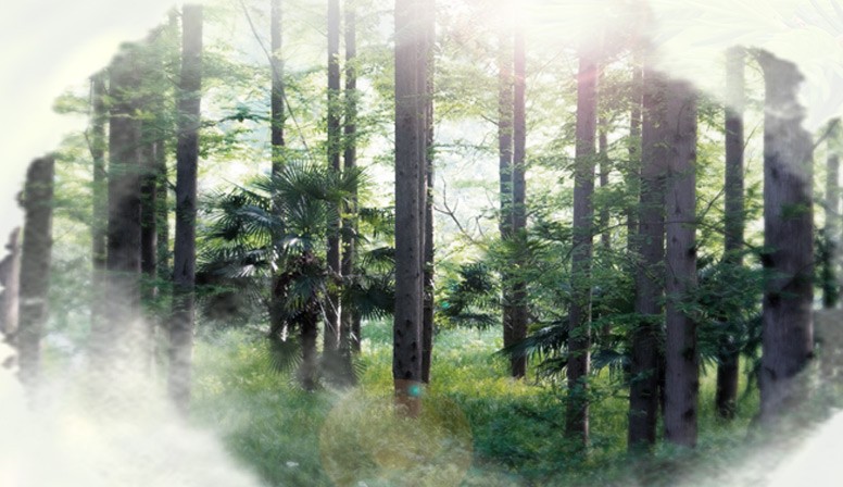 南京林業(yè)大學(xué) 松材線蟲病診斷及線蟲致病性測(cè)定