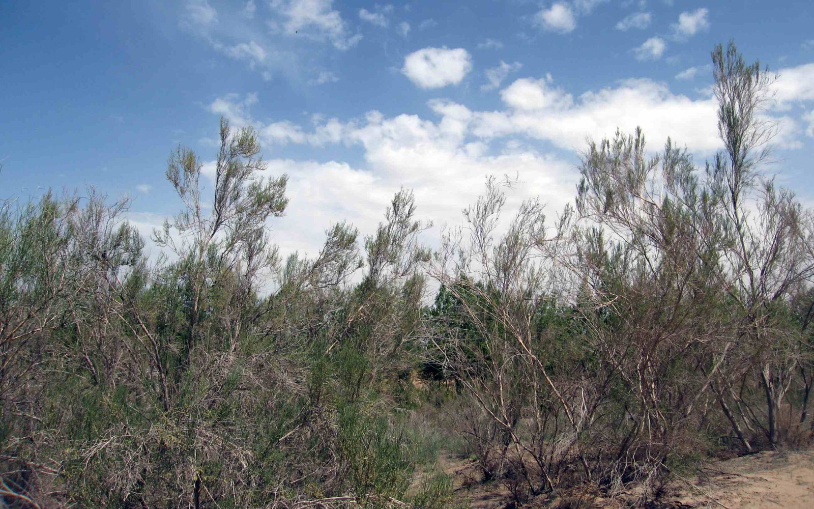 南京信息工程大學 沙生植物生理學參數(shù)測定及水分管理虛擬仿真實驗