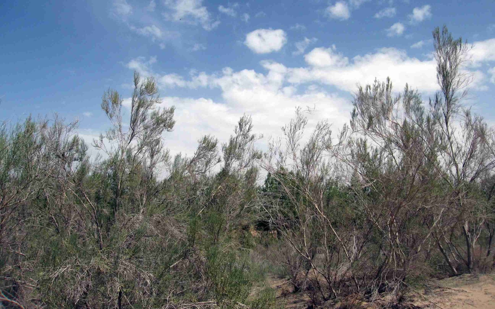 南京信息工程大學(xué) 沙生植物生理學(xué)參數(shù)測定及水分管理虛擬仿真實(shí)驗(yàn)