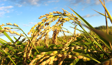 南京信息工程大學(xué) 雜交稻制種播期預(yù)測(cè)虛擬仿真實(shí)驗(yàn)