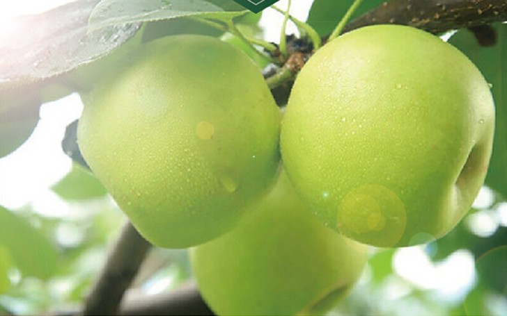 南京農(nóng)業(yè)大學(xué) 現(xiàn)代梨園花果管理虛擬仿真實驗