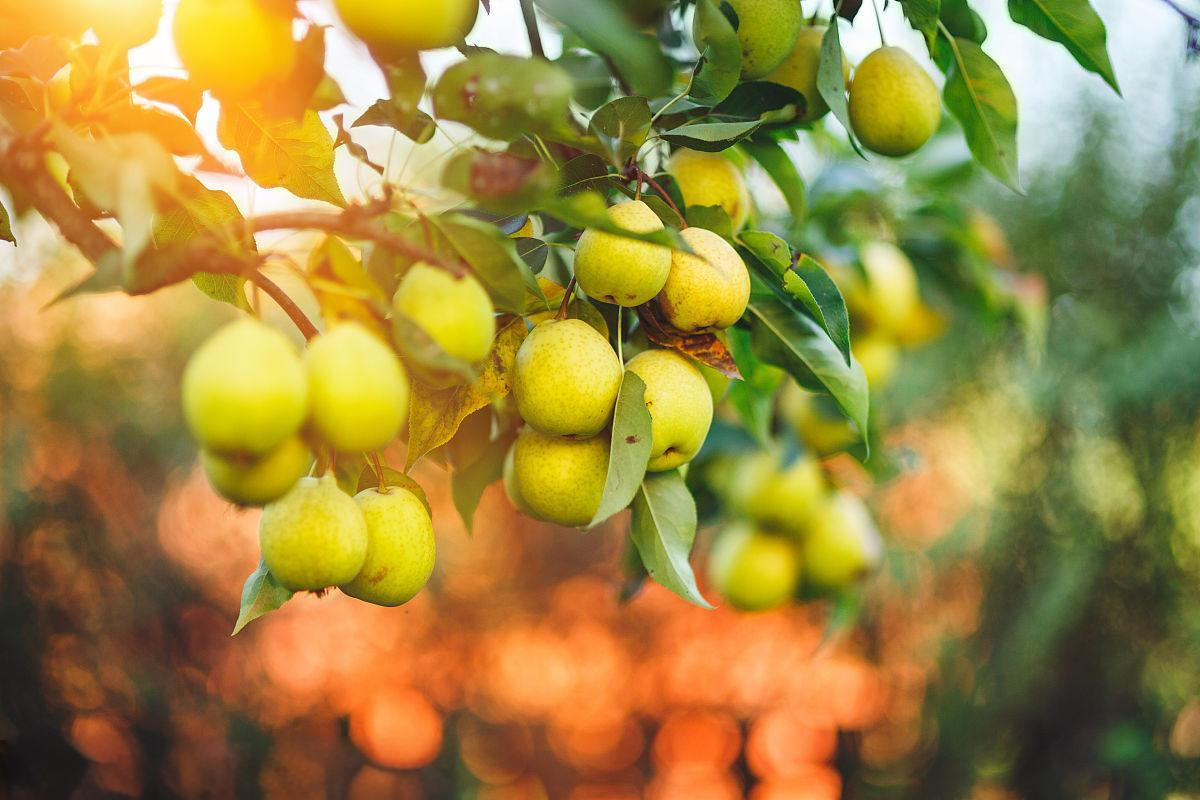 案例分享 | 現(xiàn)代梨園花果管理虛擬仿真實(shí)驗(yàn)