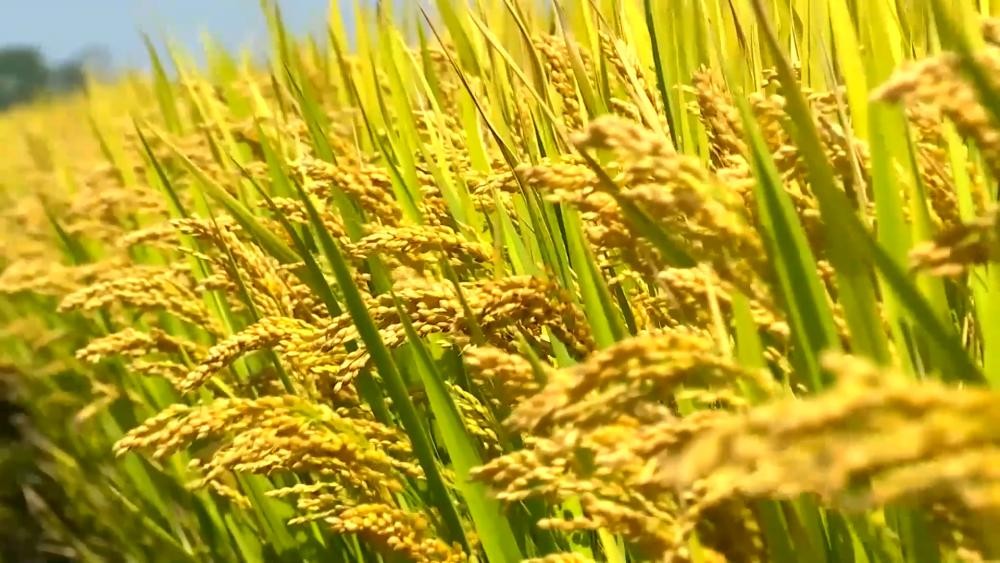 虛擬仿真技術(shù)如何推動農(nóng)業(yè)科技實驗教學變革發(fā)展